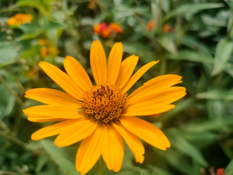 Heliopsis helianthoides (L.) Sweet - słoneczniczek...