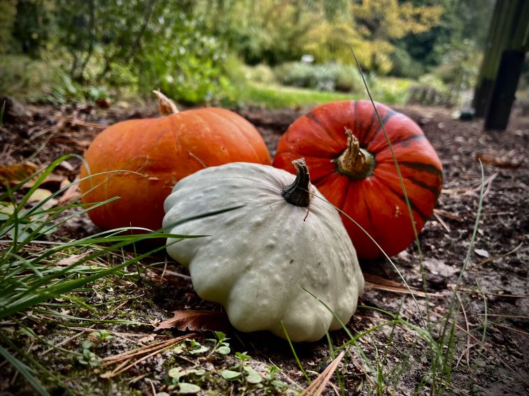 Cucurbita pepo L.- formy Dyni zwyczajnej.jpeg