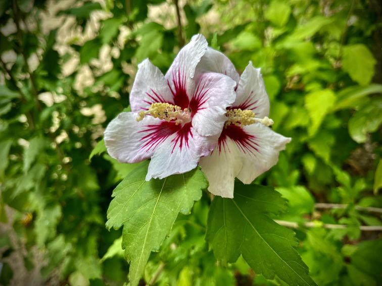 Hibiscus syriacus L. - Ketmia syryjska.jpeg