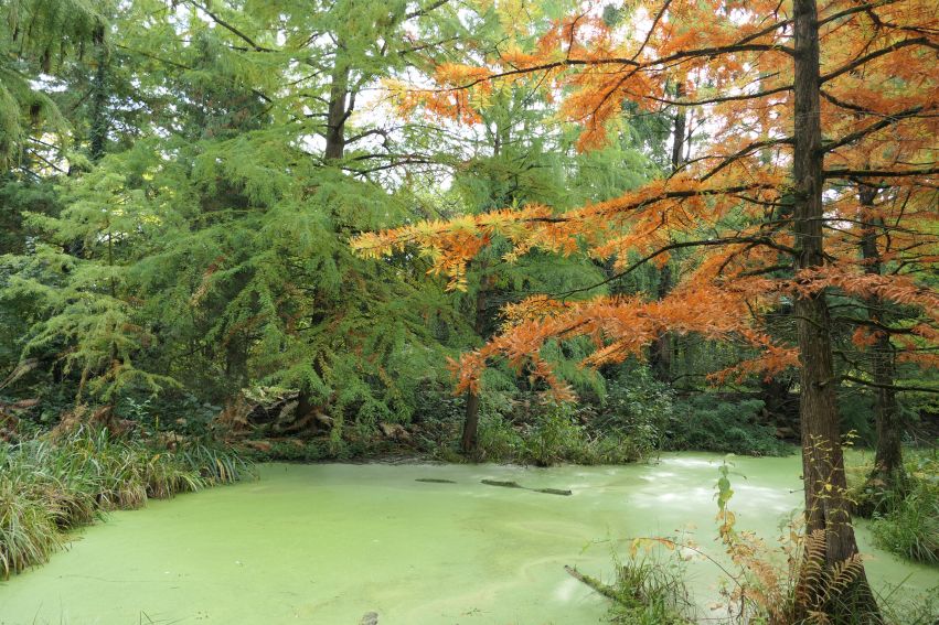 Wyjazd Koła APIS do Arboretum w Bolestraszycach