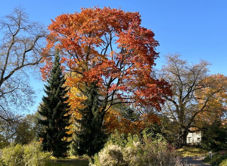 Październik w Ogrodzie