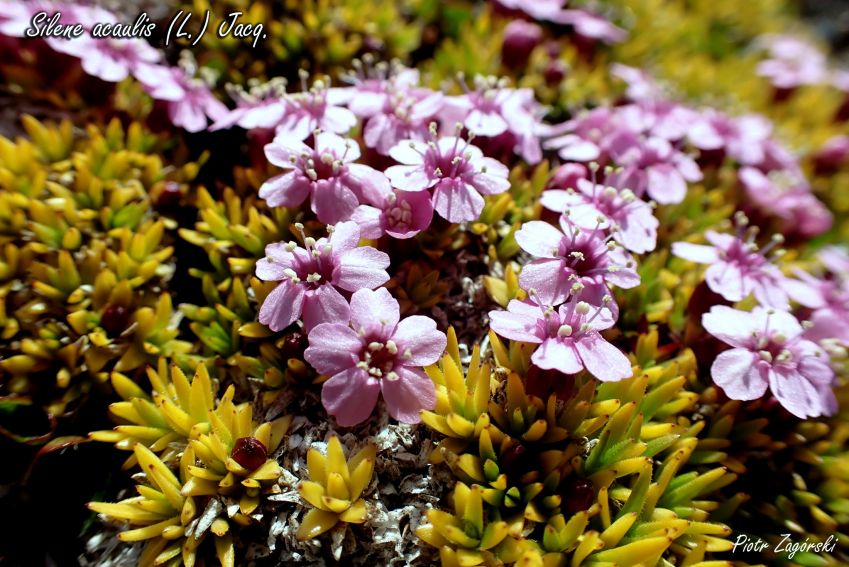 WP flora