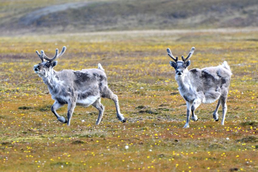 WP fauna