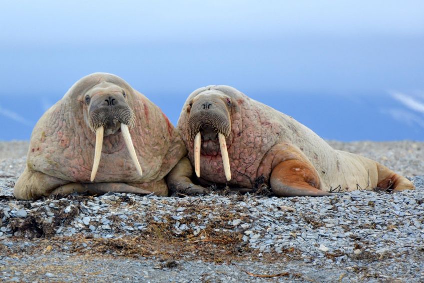 WP fauna