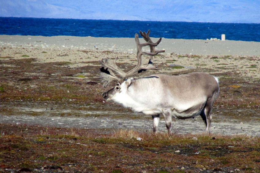 WP fauna