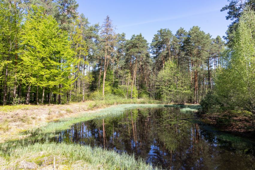 Sadzenie lasu przez pracowników i studentów w Lasach...