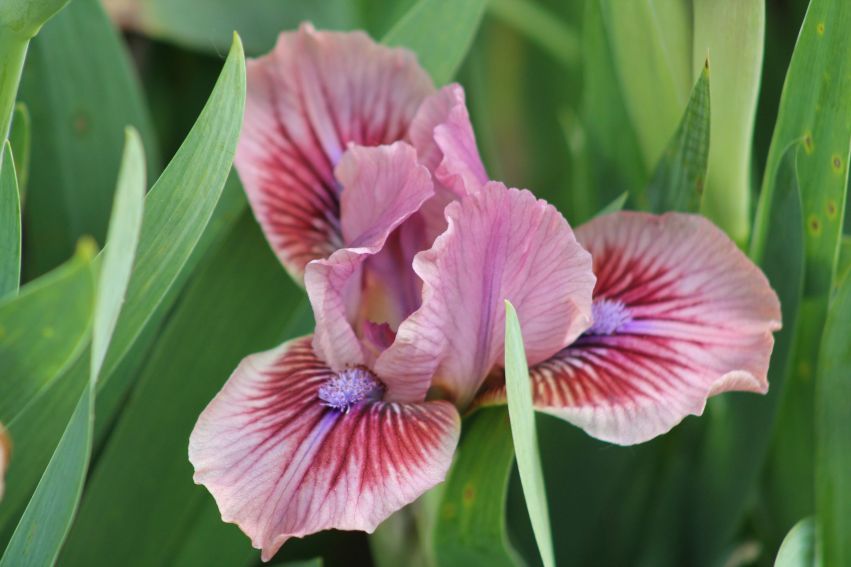 Iris pumila 'Red Bird' - kosaciec niski...