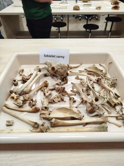 Noc Muzeów w Muzeum Zoologicznym