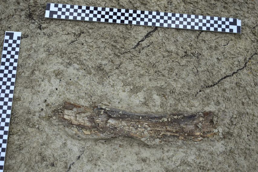 Prace archeologiczne na stanowisku w Łabuniach - odkrycie...
