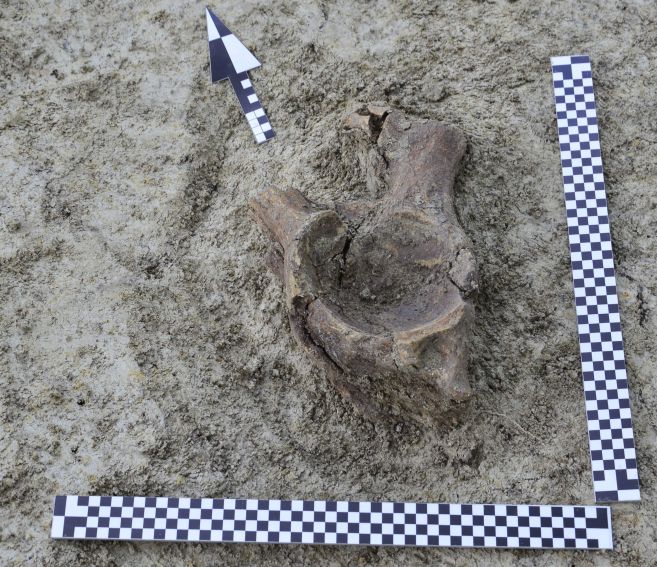 Prace archeologiczne na stanowisku w Łabuniach - odkrycie...