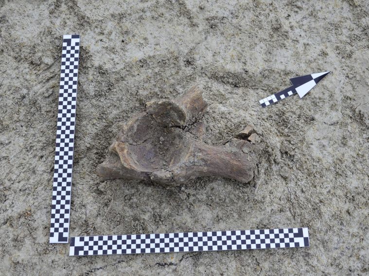 Prace archeologiczne na stanowisku w Łabuniach - odkrycie...