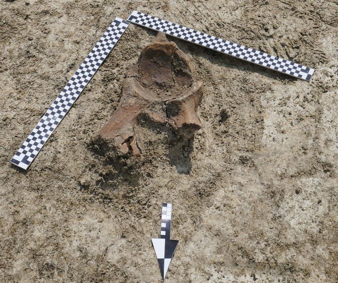 Prace archeologiczne na stanowisku w Łabuniach - odkrycie...