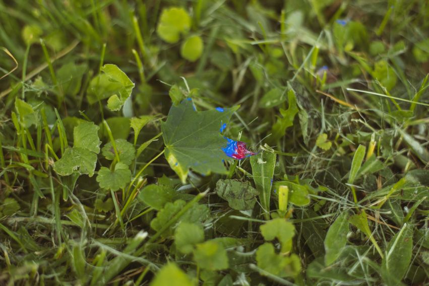 W(y)naturze(nie). Synergia muzyki i sztuk plastycznych