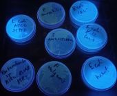 Mikrobiologia