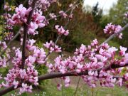 Załóż swój ogród - porady i inspiracje