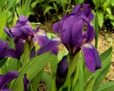 Iris_aphylla.JPG
