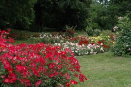 Ogród Botaniczny -