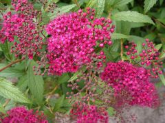 Spiraea japonica `Red Country`..JPG