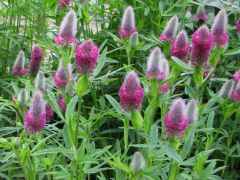 Trifolium rubens.jpg