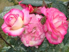 Rosa `Handel`.JPG