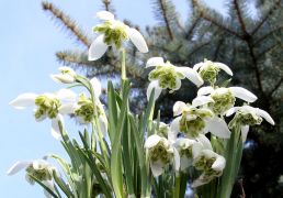 Galanthus nivalis ‘Hortensis’.JPG