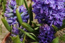 Hyacinthus `Blue Jacket`.JPG