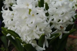 Hyacinthus `Carnegie`.JPG