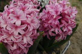 Hyacinthus `Fondant`.JPG