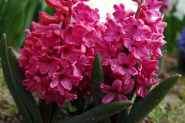 Hyacinthus `Jan Bos`.JPG