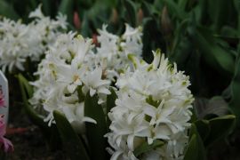 Hyacinthus `White Pearl`.JPG