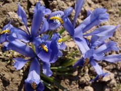 Kosaciec żyłkowany (Iris reticulata)_2.JPG