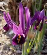 Kosaciec żyłkowany (Iris reticulata)_3.JPG