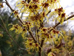 Oczar pośredni (Hamamelis × intermedia).JPG