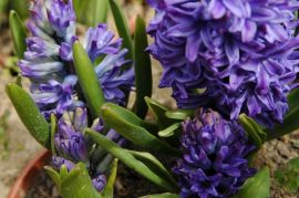Hiacynt (Hyacinthus `Blue Jacket`).jpg