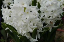 Hiacynt (Hyacinthus `Carnegie`).jpg