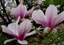 Magnolia Soulange'a (Magnolia × soulangeana).jpg