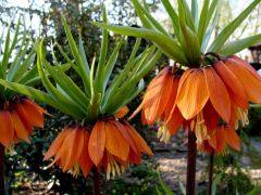 Szachownica cesarska, cesarska korona (Fritillaria...