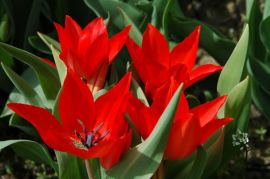 Tulipa `Bloemenlust`.jpg