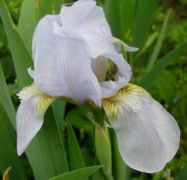 Iris pumila `Hilmteich`.jpg