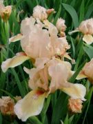 Iris pumila `Lenna M`.jpg