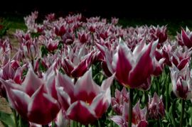 Tulipa `Claudia`.jpg
