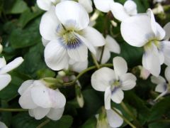 Viola sororia `Albiflora`.jpg
