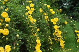 Rosa foetida `Persian Yellow`_2.JPG