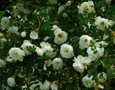 Rosa spinosissima `Plena`_3.JPG