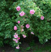 Rosa californica `Plena`.JPG