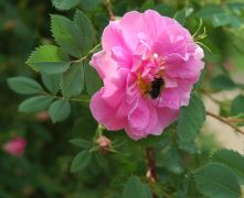 Rosa californica `Plena`_1.JPG
