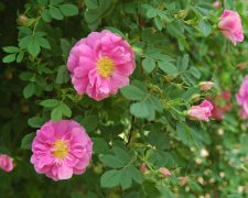Rosa californica `Plena`_2.JPG