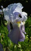 Iris pallida.jpg