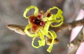 Oczar pośredni - Hamamelis × intermedia Rehder.JPG