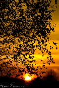 stock-photo-birch-sunset-127334239.jpg